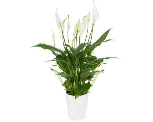 Suggestion - Elegant Peace Lily Plant  Original Price is $59.95