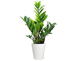 Suggestion - Potted ZZ Houseplant 