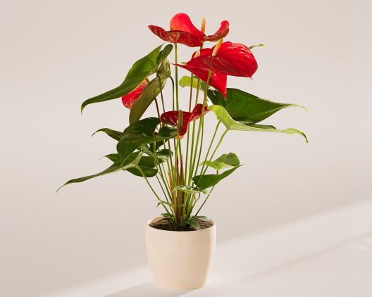 Item 5400 - Medium Flamingo Flower in Coconut Eco Pot FREE SHIPPING