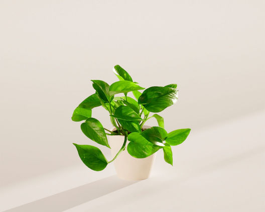 Suggestion - Medium Golden Pothos in Coconut Eco Pot 