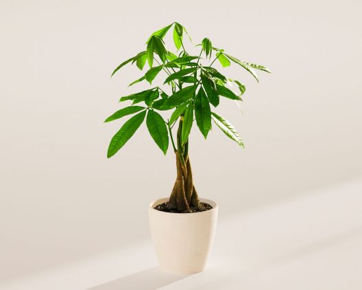 Item 5402 - Medium Money Tree in Coconut Eco Pot