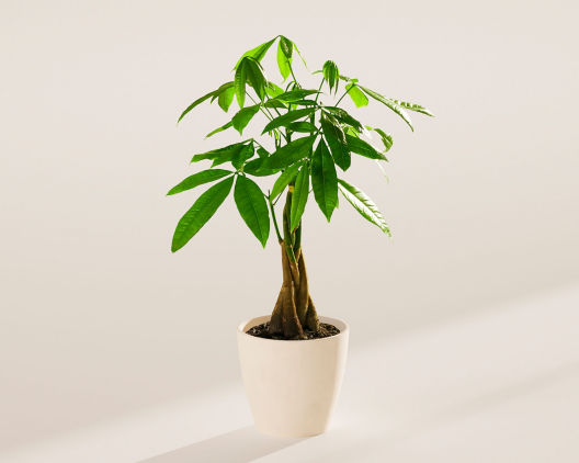 Suggestion - Medium Money Tree in Coconut Eco Pot 