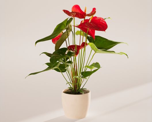 Item 5403 - Small Flamingo Flower in Coconut Eco Pot