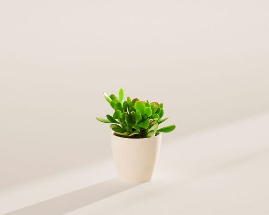 Item 5405 - Small Jade Plant in Coconut Eco Pot