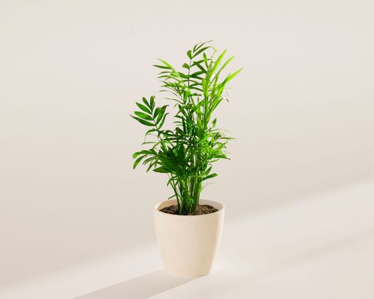 Item 5407 - Small Neanthe Bella Parlor Palm in Coconut Eco Pot