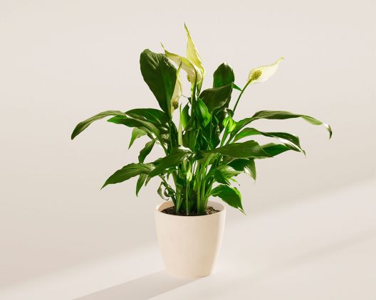 Item 5408 - Small Peace Lily in Coconut Eco Pot