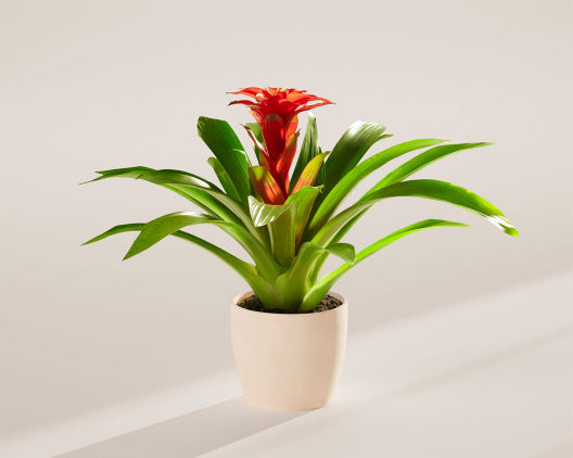 Suggestion - Medium Tropical Delight Guzmania Bromeliad 