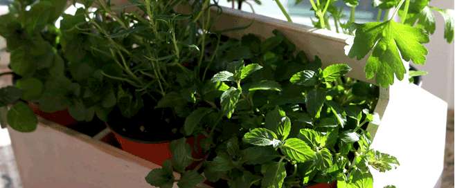 Why You Need an Indoor Herb Garden