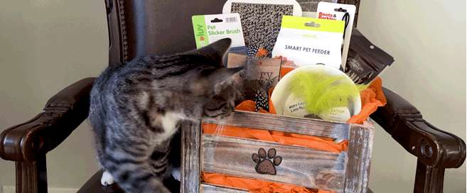 DIY Gift Baskets for Pets