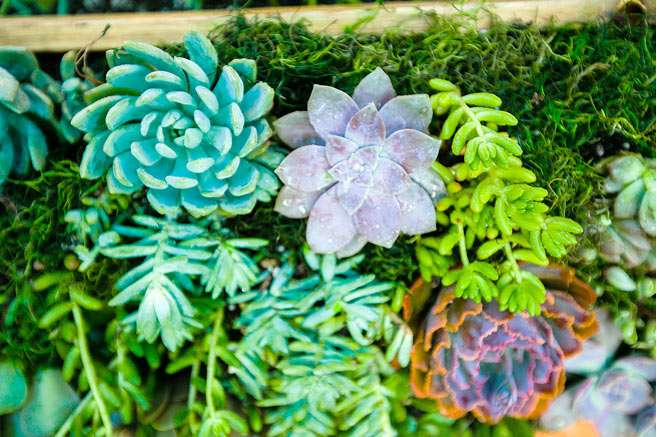 Build Your Own Hanging Succulent Garden 26