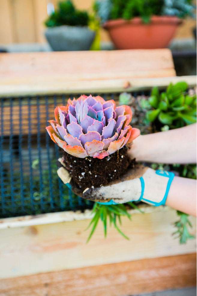 Build Your Own Hanging Succulent Garden 27