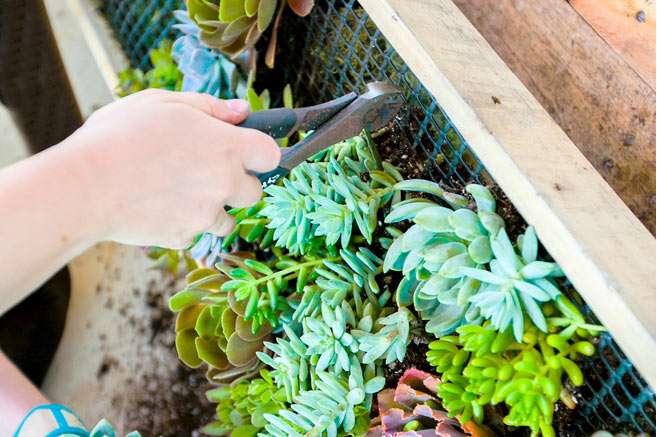 Build Your Own Hanging Succulent Garden 29