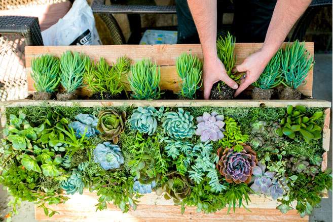 Build Your Own Hanging Succulent Garden 30