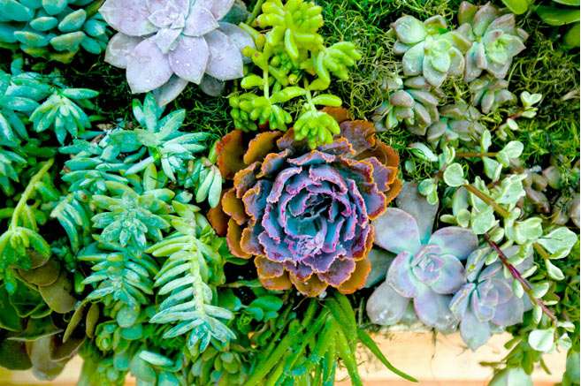 Build Your Own Hanging Succulent Garden 35